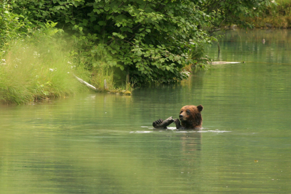 a bear swims in a river eating a fish