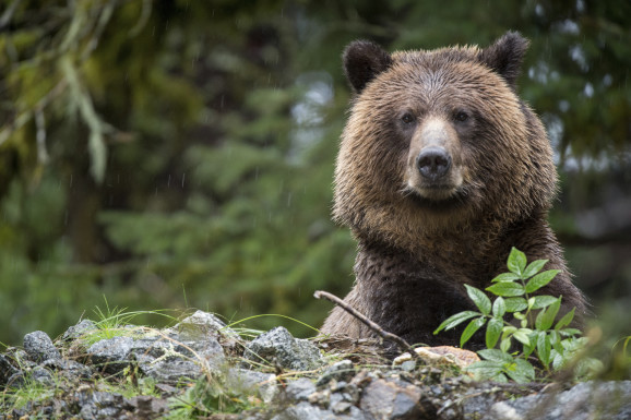 Brown bear poking head over rock