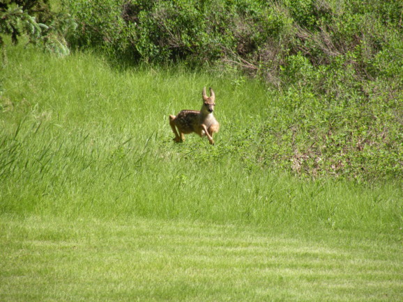 A deer runs in Fish Creek Provincial Park near Calgary