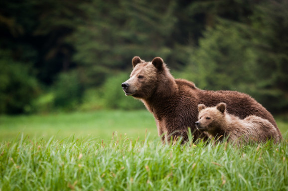 Grizzly bears