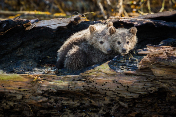 Grizzly bear cubs