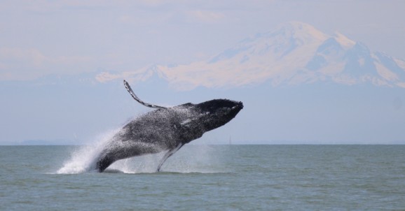 Humpback whales