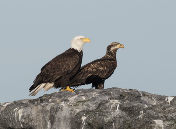 Bald eagles