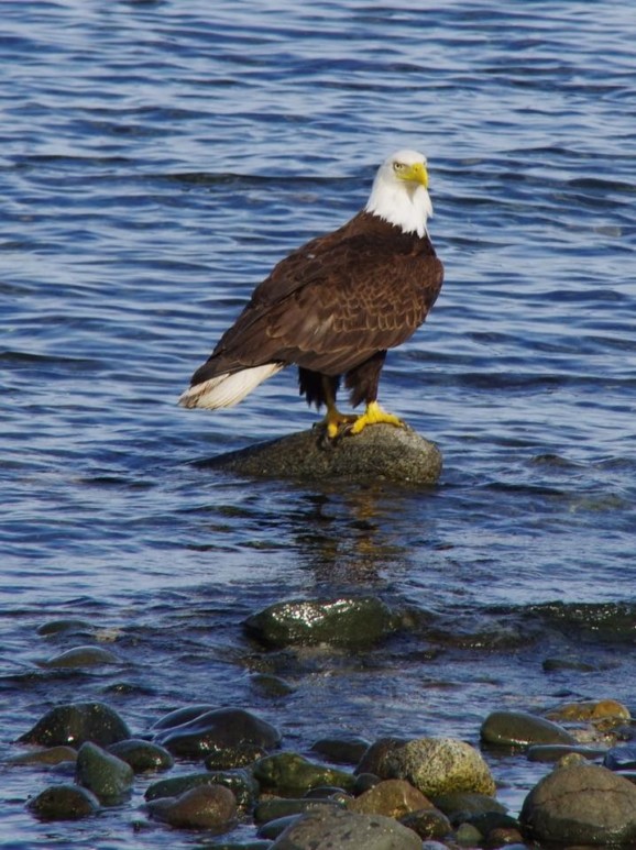 bald eagle british columbia