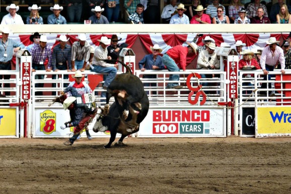 A bull riding rodeo at the Calgary Stampede Show