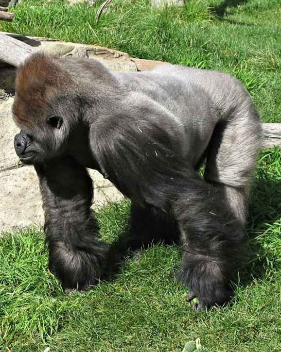 A gorilla at Calgary Zoo