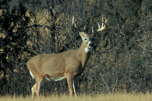 White-tailed deer