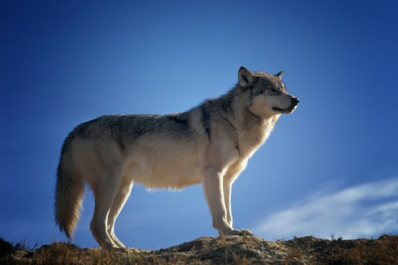 A wolf standing at the top of a hill