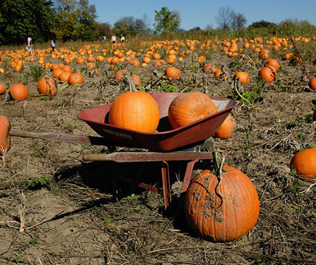 Pumpkin parade, Sorauren Park