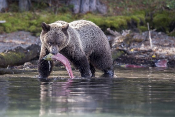 Grizzly bear with Sockeye
