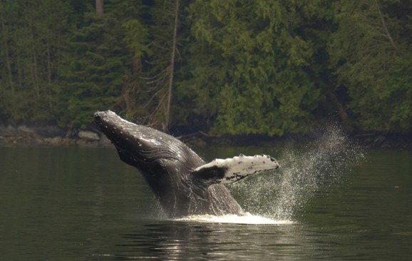 Humpback whale