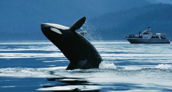 Orca whales