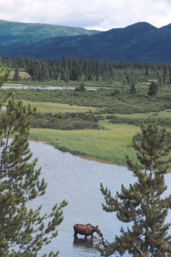 Wilderness was the scene in the Hatchet book