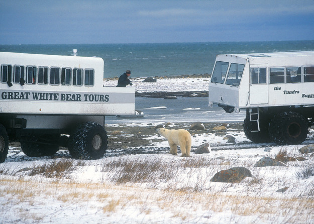 tundra buggy bear tour