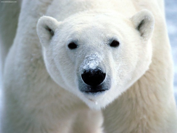 Polar bear with snow on its snout
