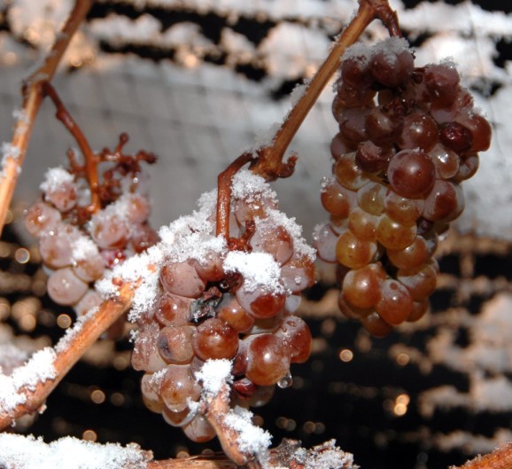 Ice wine