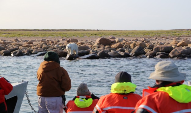 Polar bear encounter in Churchill, Manitoba