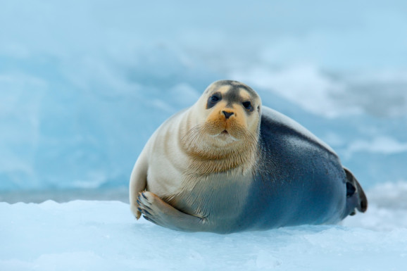 Seals are the main prey for polar bears