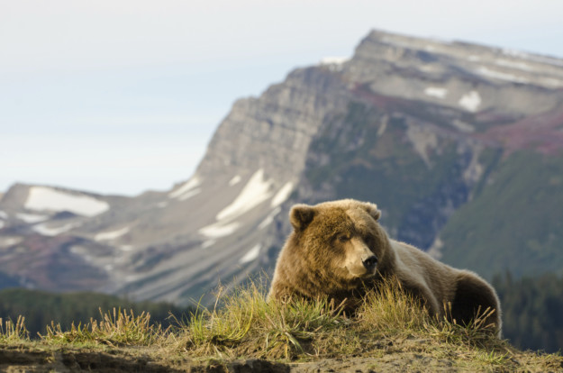 a large grizzly bear lies on the ground with a mountain behind him