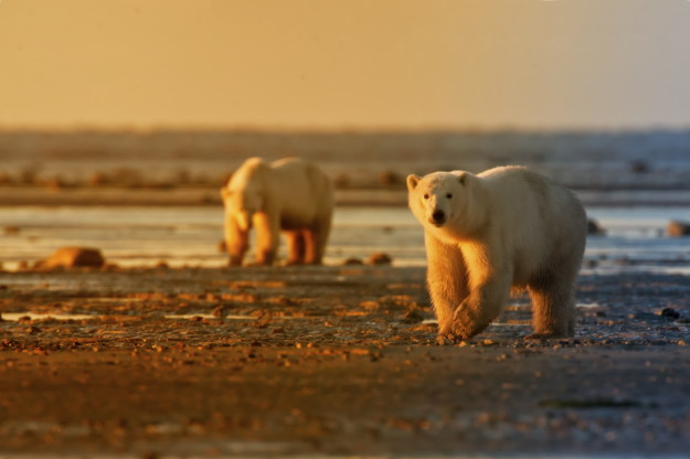 two polar bears walk along the beach towards the camera