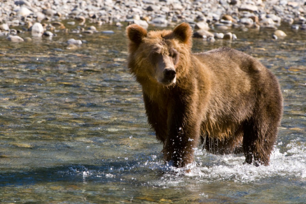 a thin brown bear stands ankle high in the water