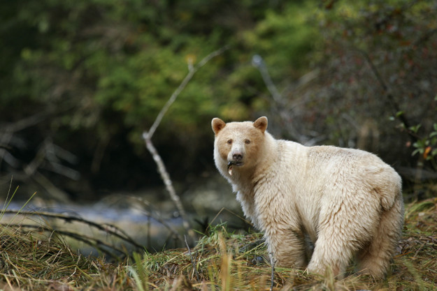 a spirit bear turns it's head to look at a camera