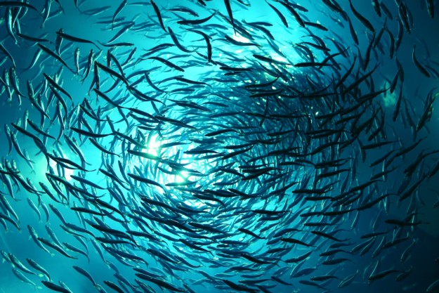 school of fish