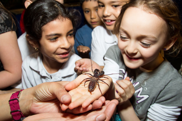 child holds exotic bug