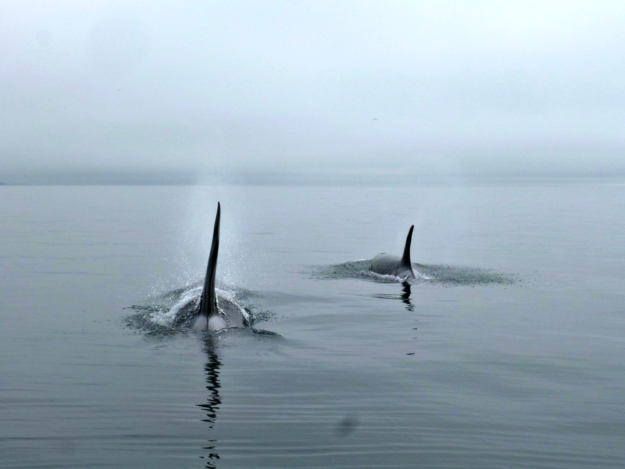 orcas in victoria