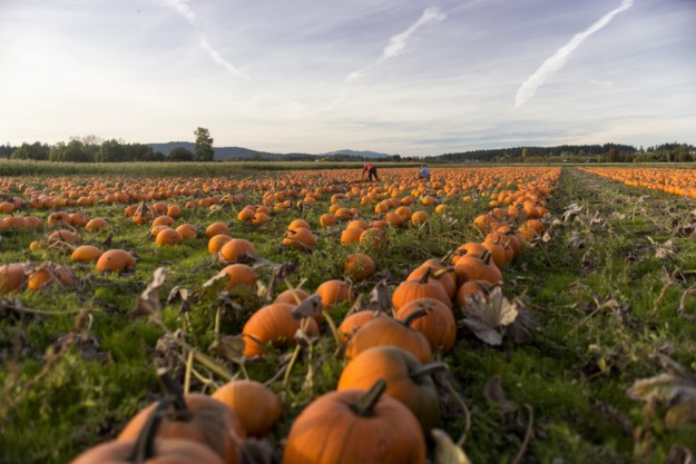 pumpkin patch