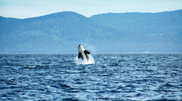 orca whale breaching the water
