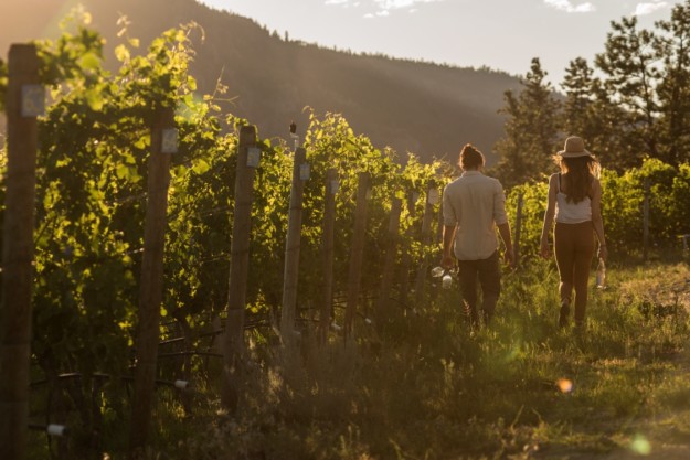 A couple walks through the Liquidity Wines vineyard in Okanagan Falls, BC.