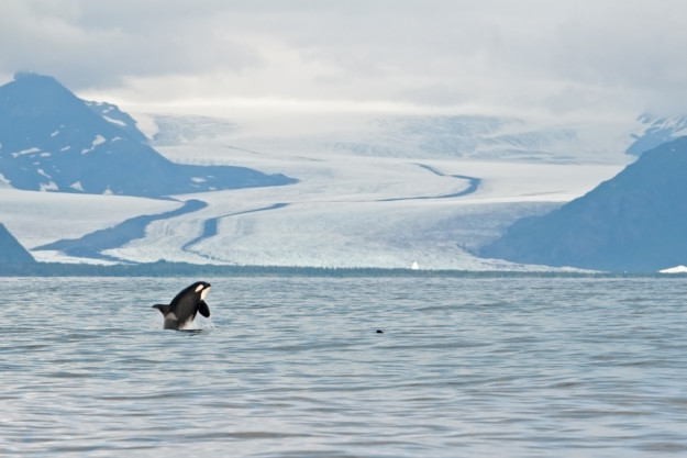 orca whale jumps out of the water in front of a glacier