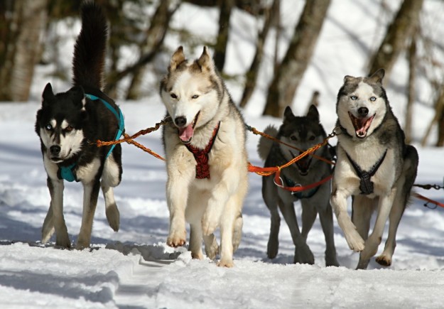 four sled dogs pulling in the snow