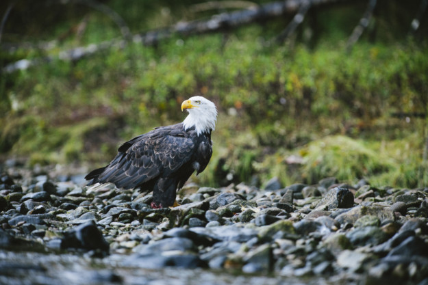 a bald eagle perches on a rocky shore
