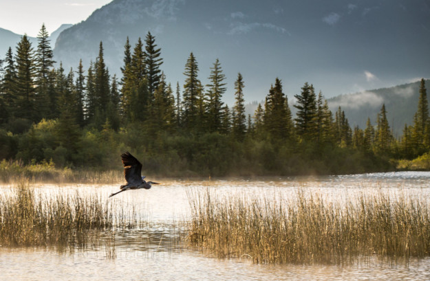 a heron flies low over a lake