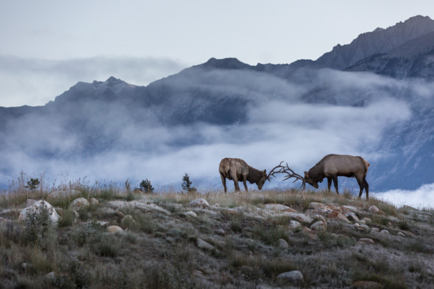 two stags cross antlers in front of a mountain range shrouded in mist