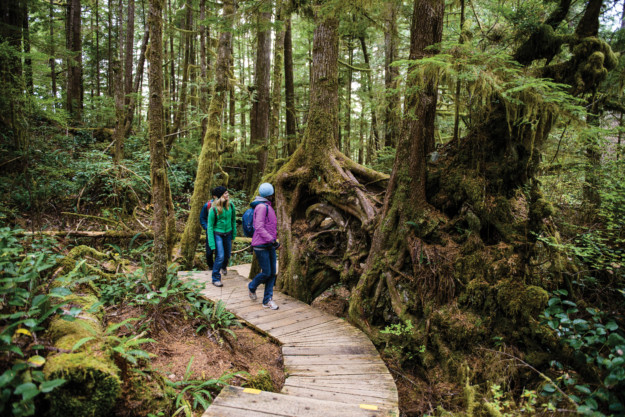 three hikers marvel at the old trees covered in moss