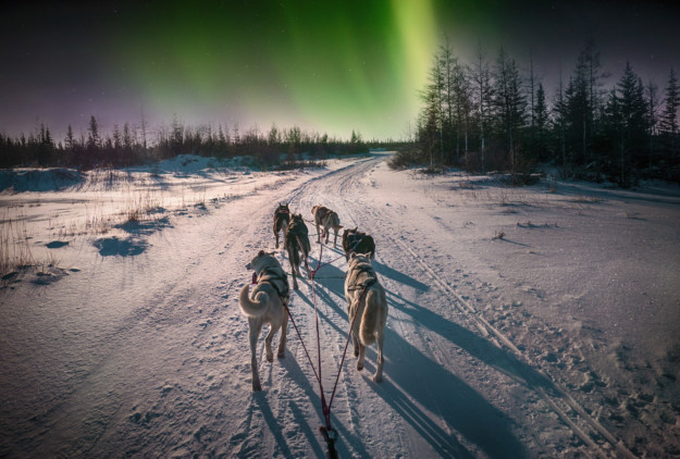 a team of sled dogs pulling on snow under the northern lights