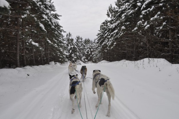 a team of sled dogs pulling through a snowy forest