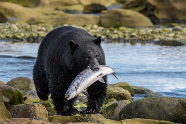 a black bear with a large fish in it's mouth