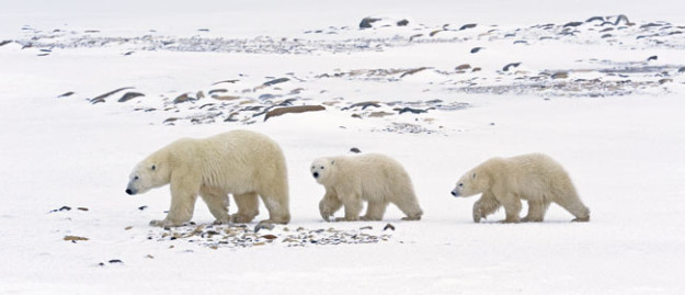 polar bear and cubs hudson bay