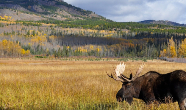 a moose grazes in a grassy plain
