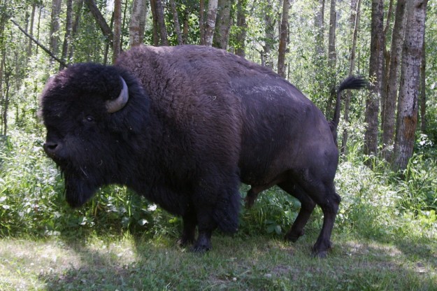 Edmonton Bison