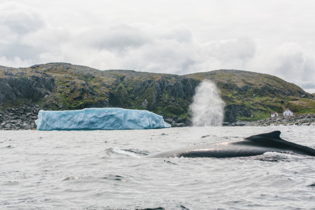 a humpback whale blows out air with a small iceberg in the background