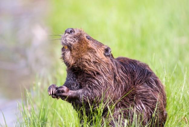 a beaver sniffs the air in a grassy field
