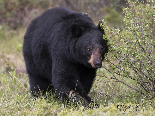 a black bear creeps through a field next to a bush