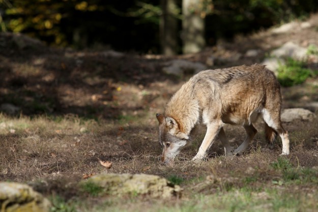 a grey wolf sniffs at the dirt