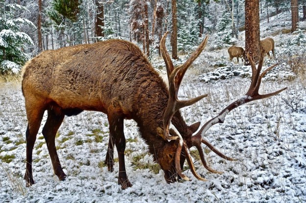 an elk grazes in a snowy forest with two more elk in the background