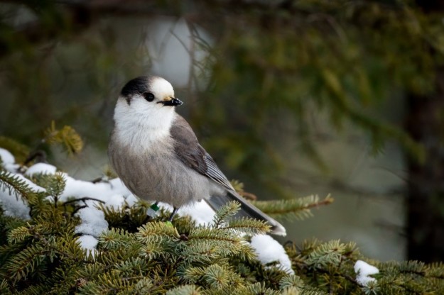 a grey jay perches on a snowy branch
